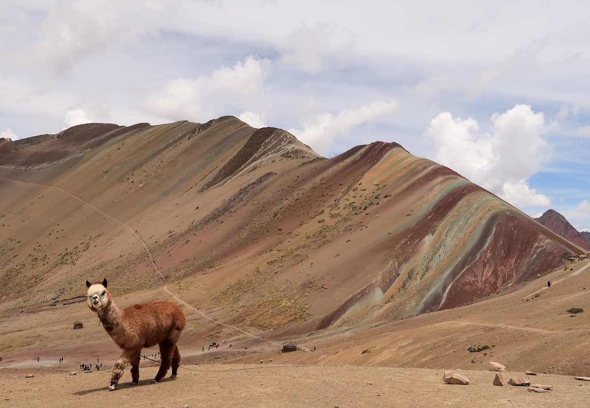 Rainbow Mountain: Wandern am Vinicunca ein Alpaka vor dem Regenbogenberg Vinicunca in Peru