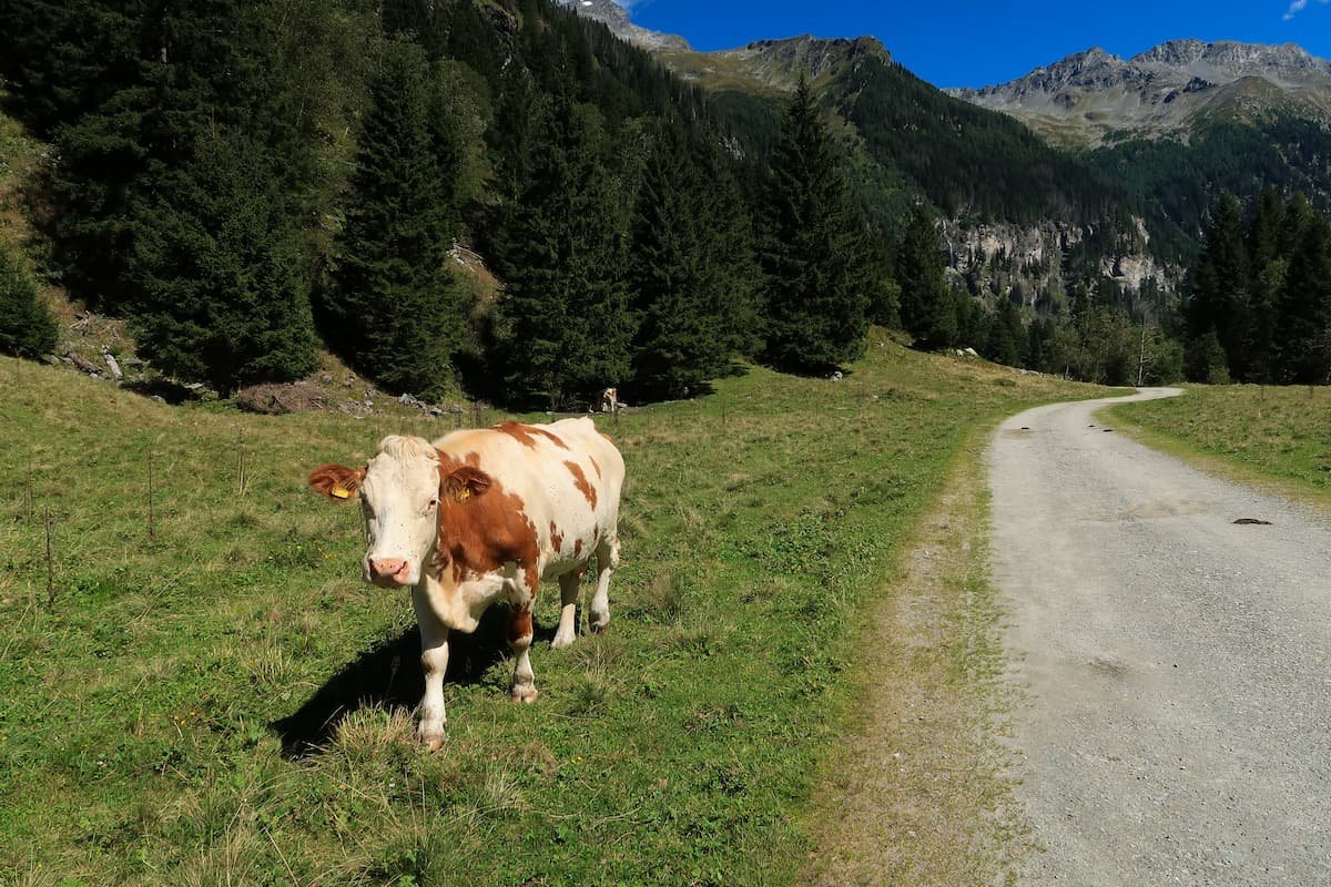 Mallnitz: Wandern in den österreichischen Alpen mallnitz kuh