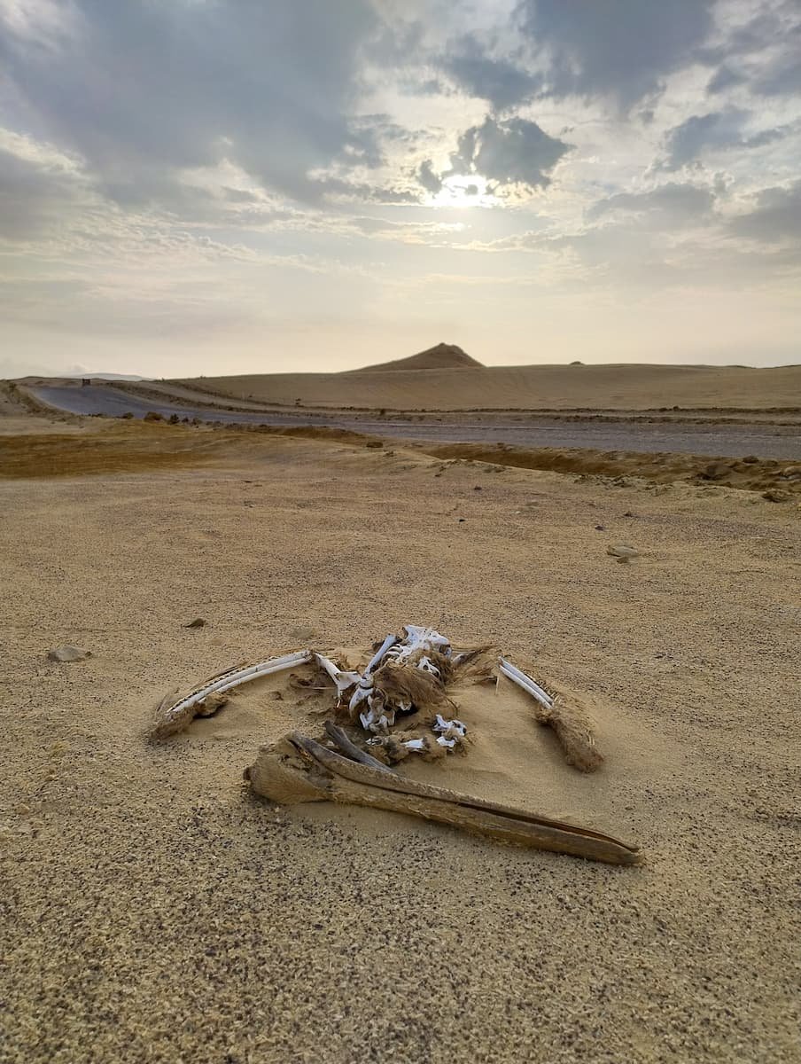 Islas Ballestas & Paracas Nationalpark - Naturwunder in Perú Skelett eines Pelikans in der Wüste in Paracas, Perú