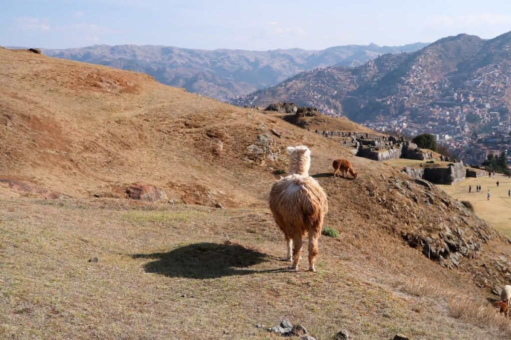 Alpaka in der Ruinenanlage von Sacsayhuaman