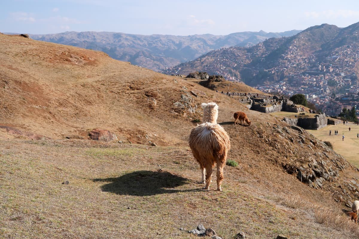 Cusco: Reisetipps für die Stadt der Inka Alpaka in der Ruinenanlage von Sacsayhuaman