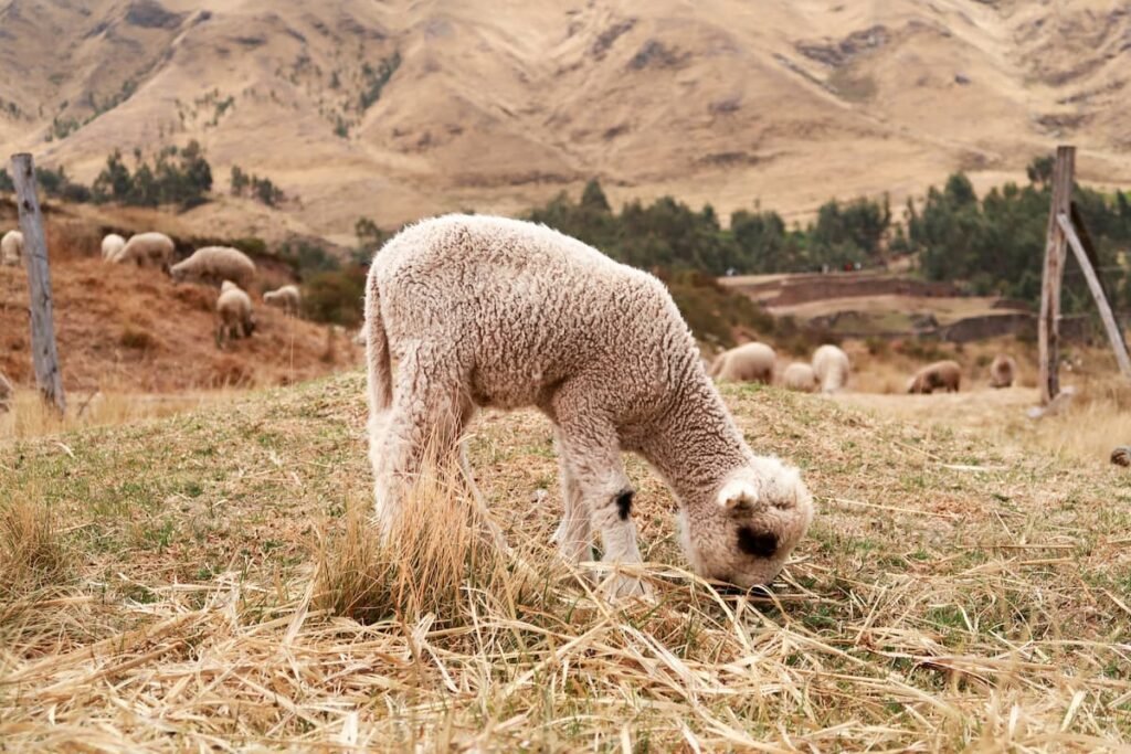 Das Heilige Tal der Inka auf eigene Faust entdecken cusco lämmchen