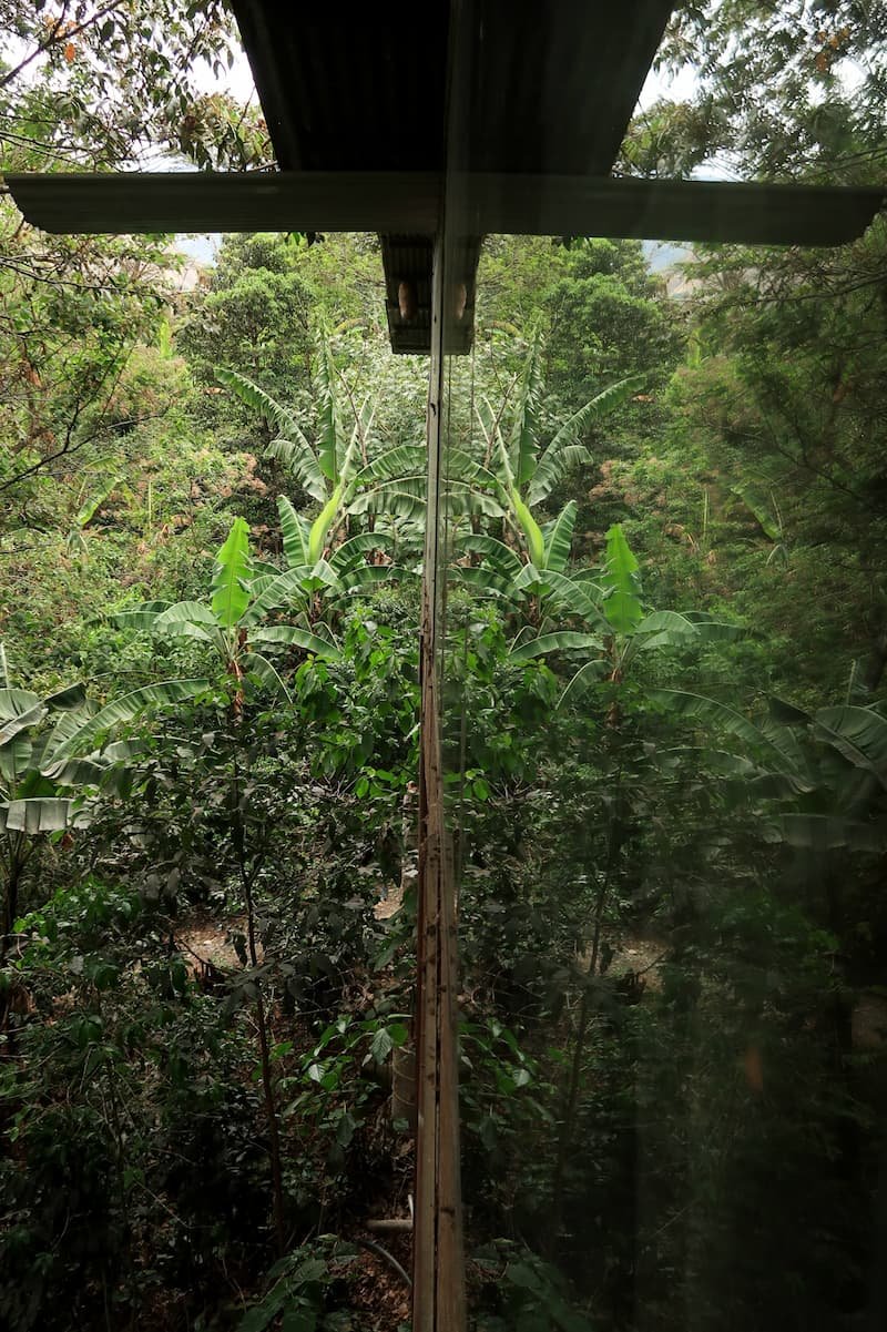 Santa Teresa Peru: Dschungel, Kaffee und Entspannung Blick auf den Dschungel in Peru