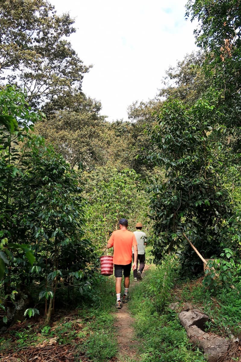 Santa Teresa Peru: Dschungel, Kaffee und Entspannung Besuch auf der Kaffeeplantage Santa Teresa Peru