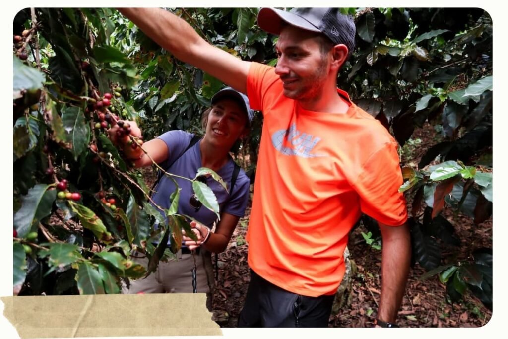 kaffeeplantage kaffeeernte