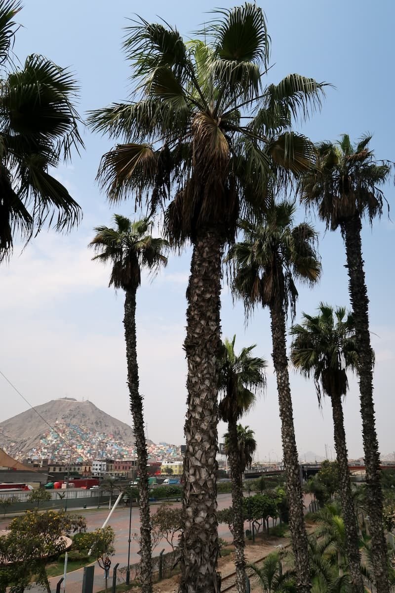 Palmen in der Altstadt Lima