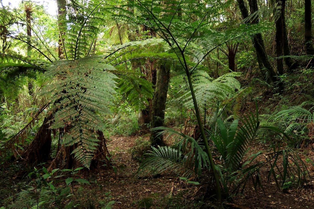 amboro nationalpark samaipata