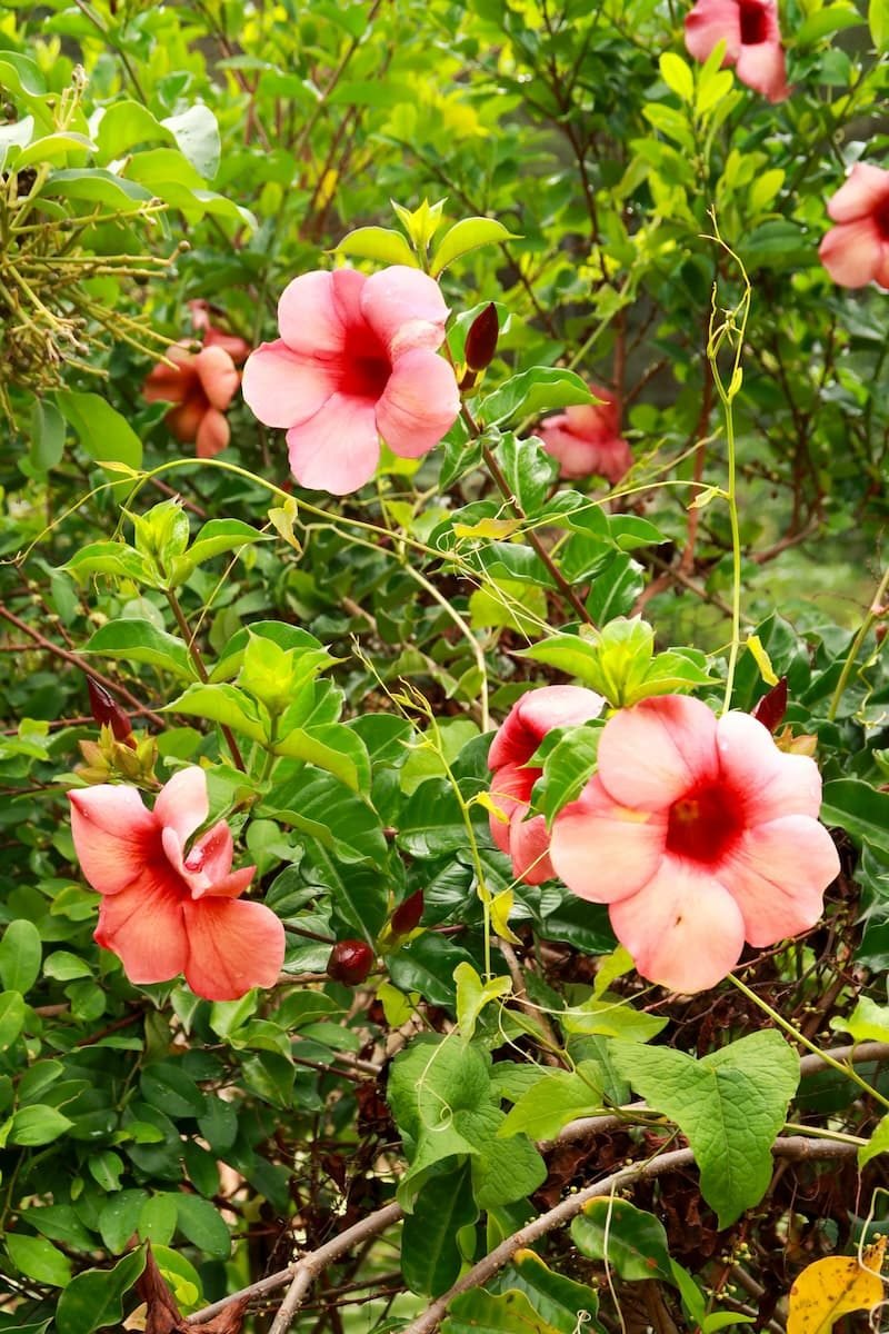 blumen santa teresa peru blumen santa teresa peru