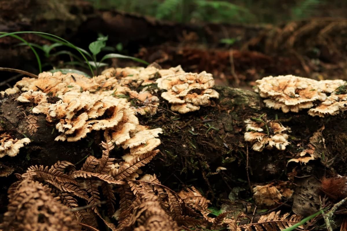 Amboro Nationalpark Samaipata Bolivien