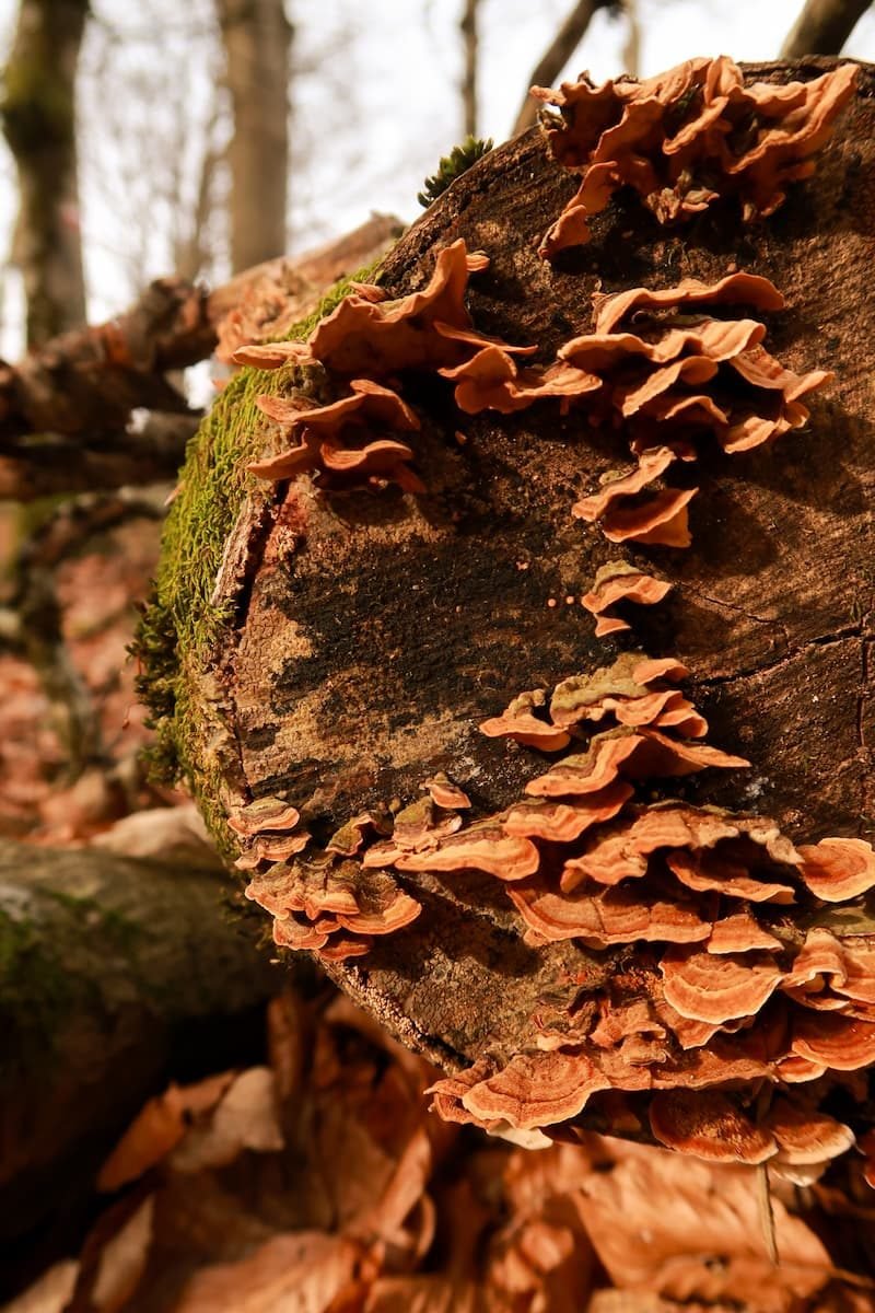 Fauna in den Forste Casentinesi