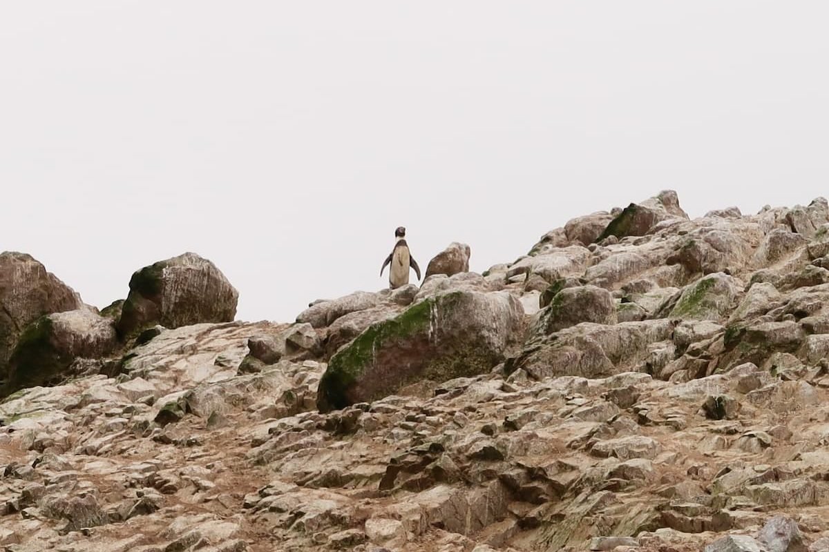 humboldt pinguin islas ballestas peru Wildlife auf den Islas Ballestas, Peru