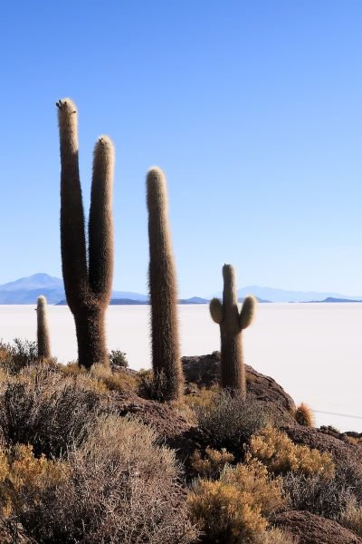Kaktusinsel Incahuasi in der Salzwüste Uyuni