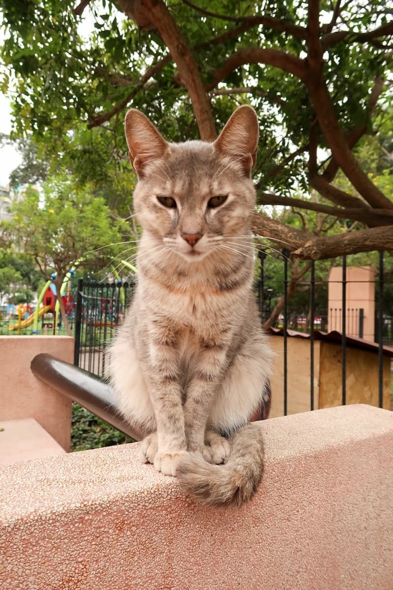 Straßenkatze in Lima Peru