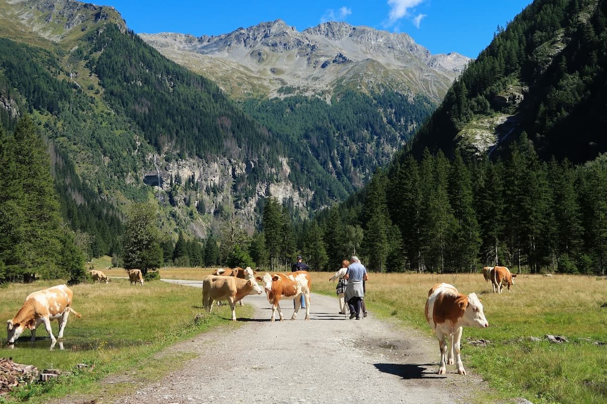 mallnitz wandern Wanderer und freilaufende Kühe in Mallnitz