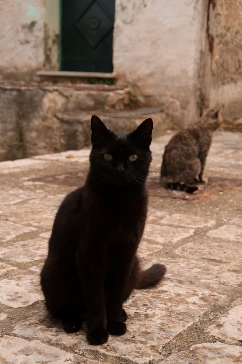 Molise Straßenkatzen