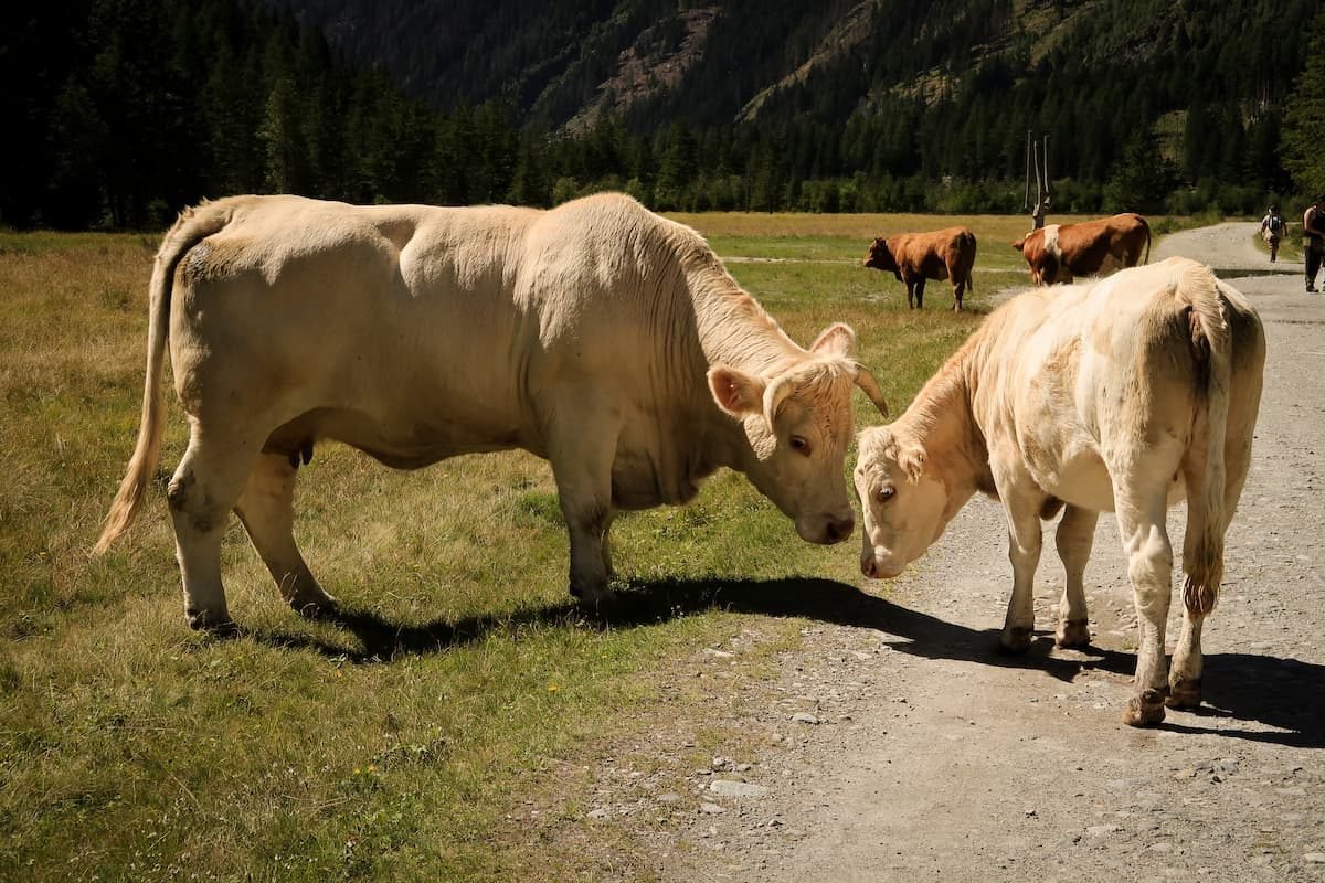 Weidetiere in Mallnitz
