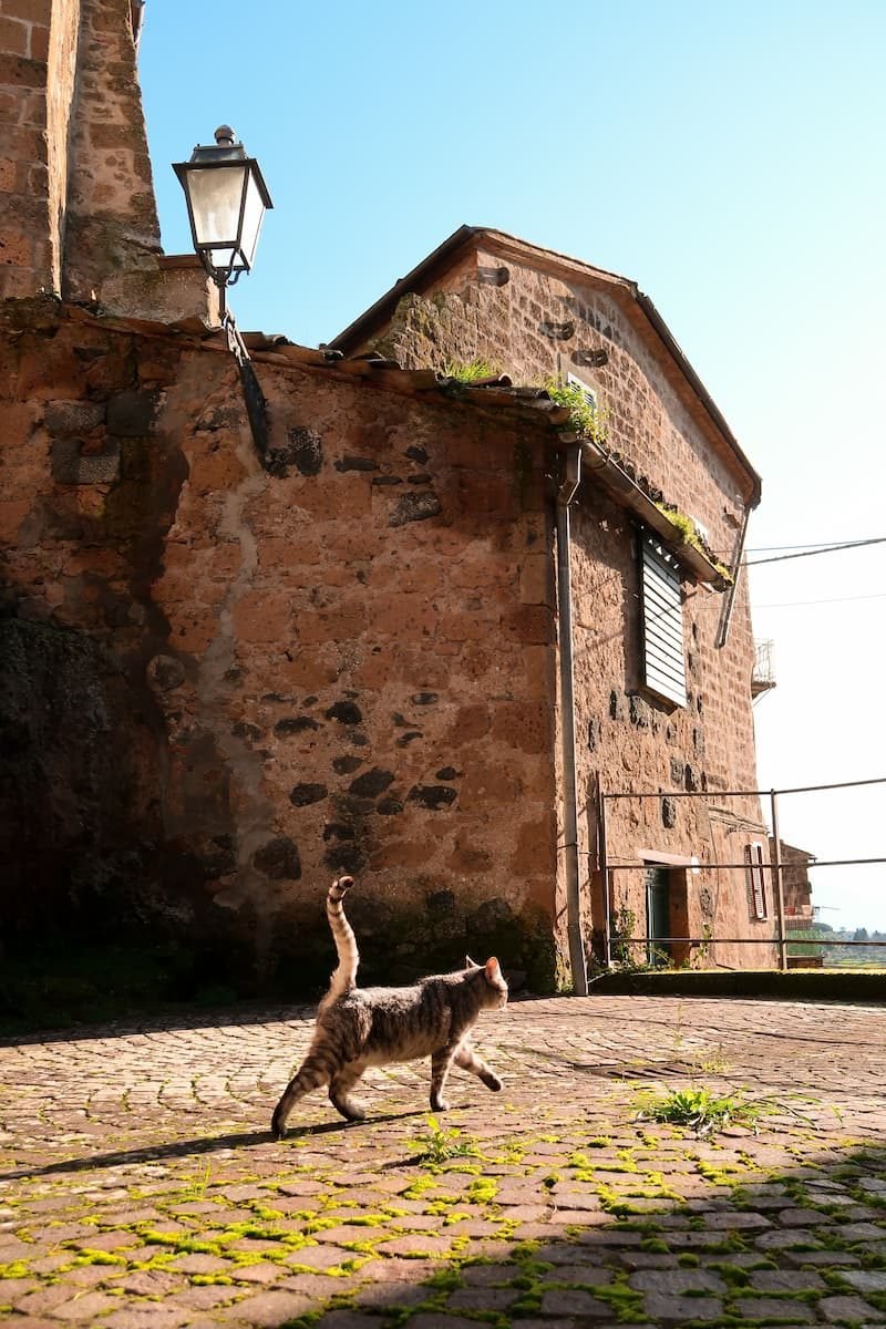 Katzen in Porano Italien