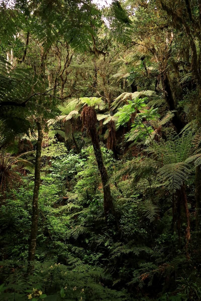 Hechos Gigantes Amboro Nationalpark