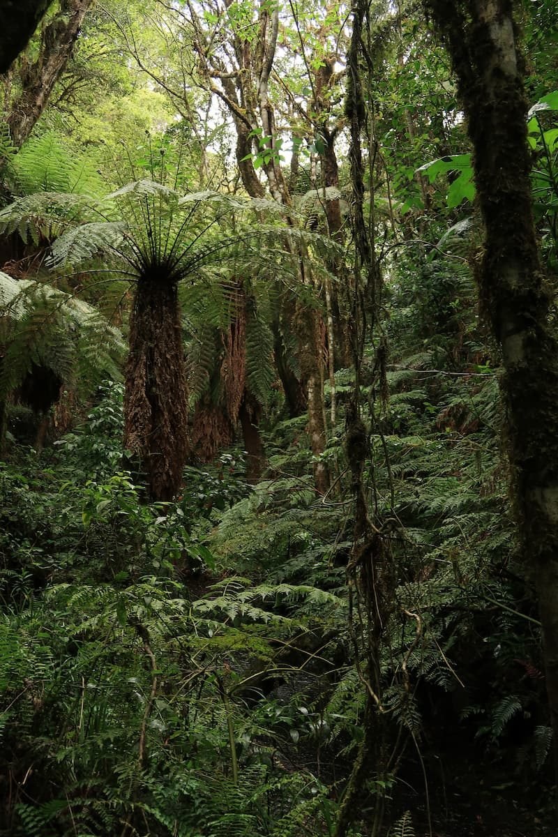 Samaipata Amboro Nationalpark
