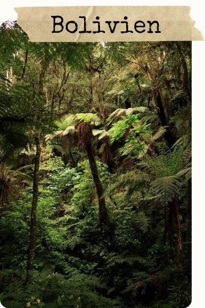 Wanderung im Regenwald der Riesenfarne in Samaipata, Bolivien