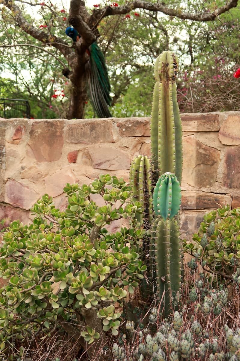 Vegetation Samaipata