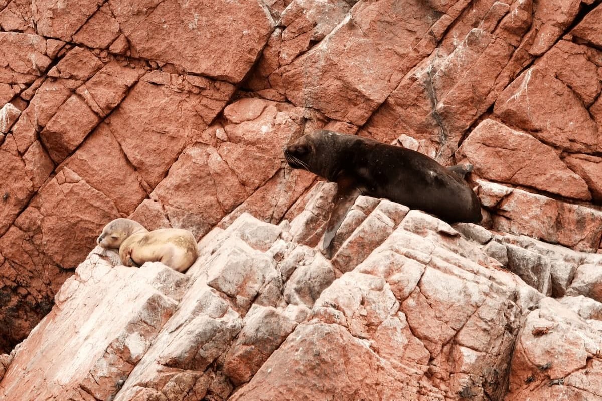 seelöwen islas ballestas peru Wildlife auf den Islas Ballestas, Peru