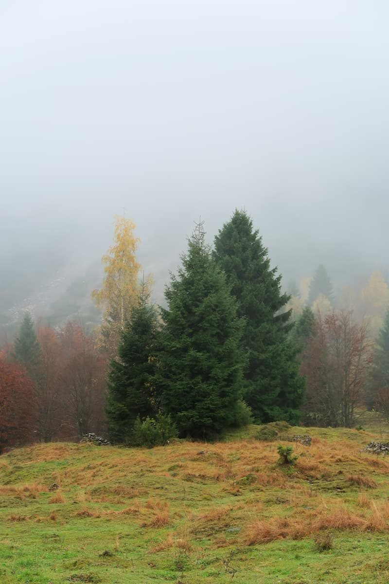 sentiero-dei-grandi-alberi