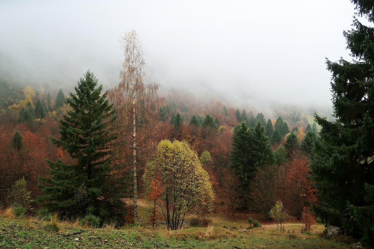 sentiero-grandi-alberi-veneto