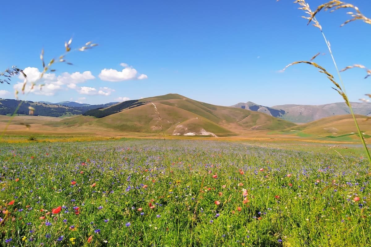 umbrien-castelluccio-linsenbluete-3
