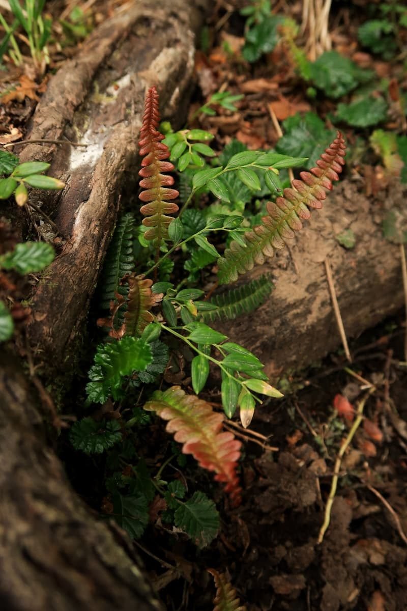 Cerro Susana Wanderung Ushuaia