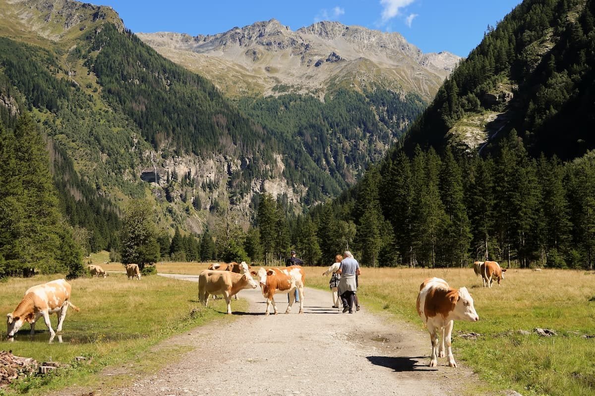 Weidetiere und Wanderer in Mallnitz