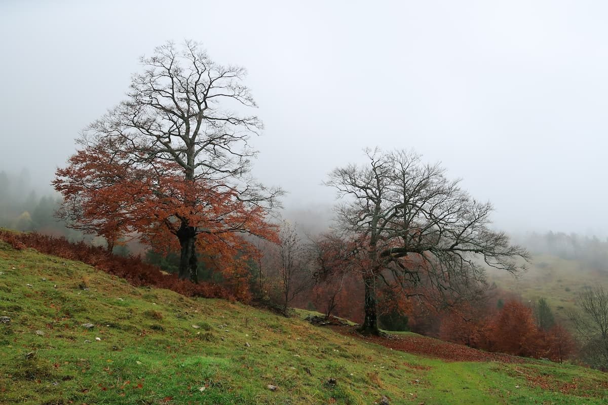weg-der-großen-baeume